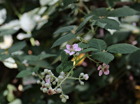 Bannister Park-Fair Oaks必去景点