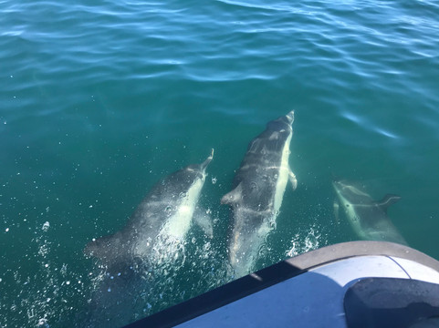 Offshore Blue Adventures Whale & Dolphin Tours-圣地亚哥必去景点