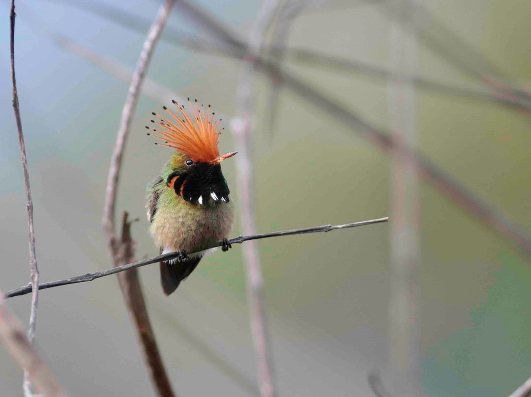 Birds of Peru Tours-马尔多纳多港必去景点
