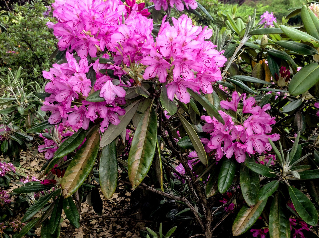 NII Botanical Garden-下诺夫哥罗德必去景点