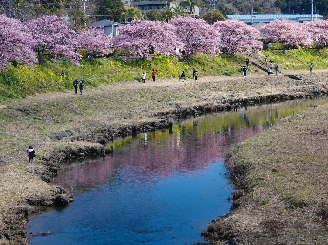 Minamino Cherry Blossom and Nanohana Festival-南伊豆町必去景点