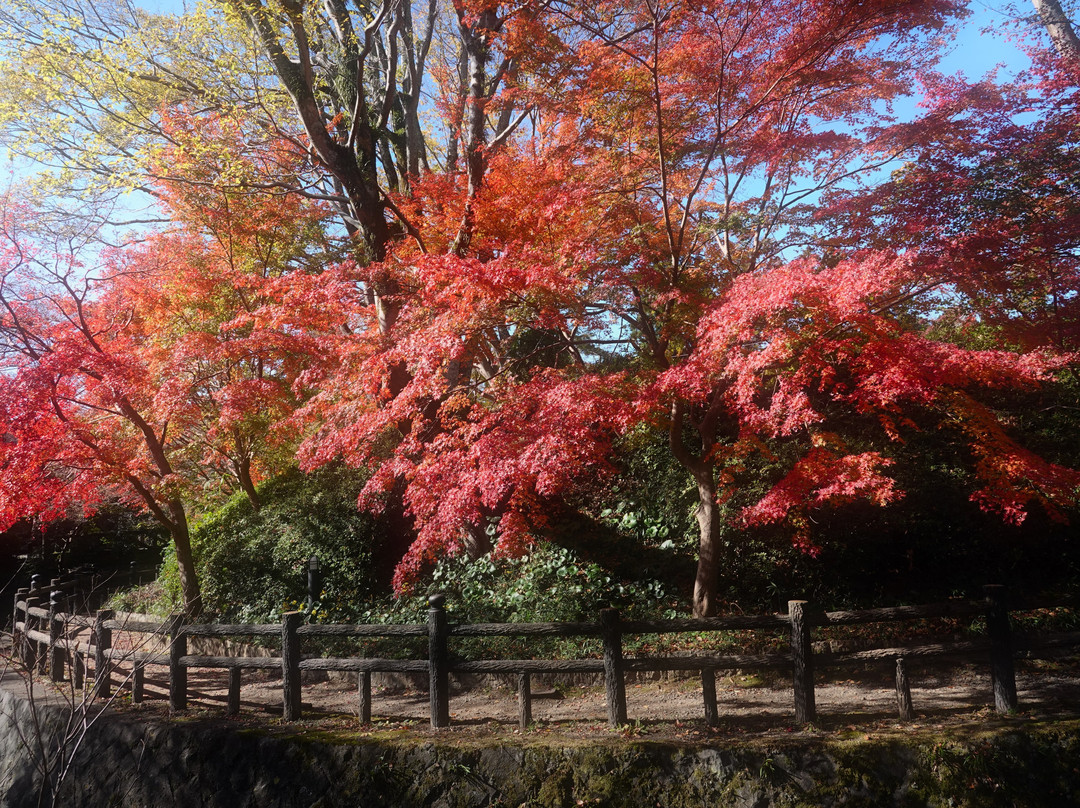 Negoro-ji Temple-岩出市必去景点