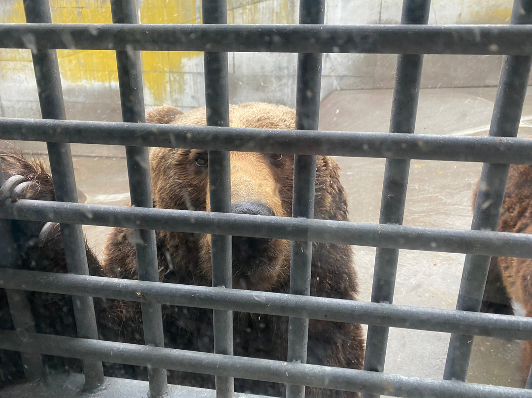 Showa Shinzan Kumabokujo-壮瞥町必去景点