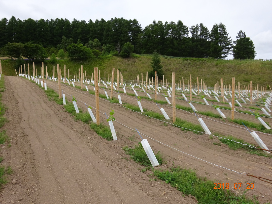 Furano Budogaoka Park-富良野市必去景点