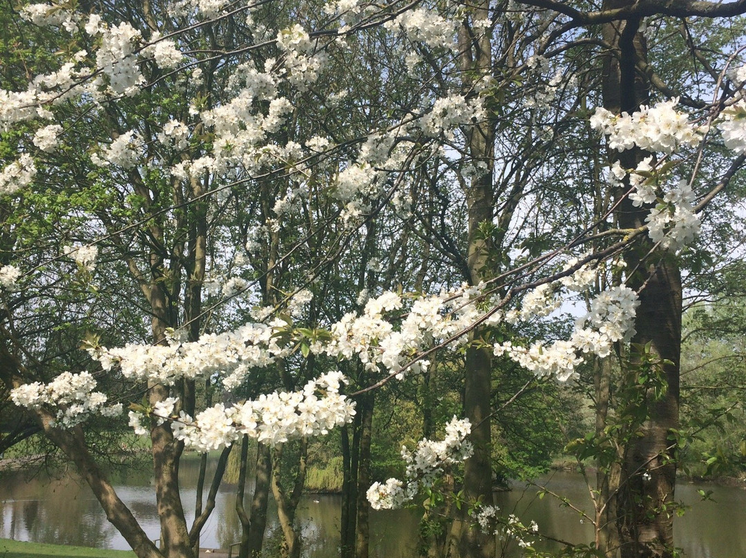 Braunstone Park景点图片