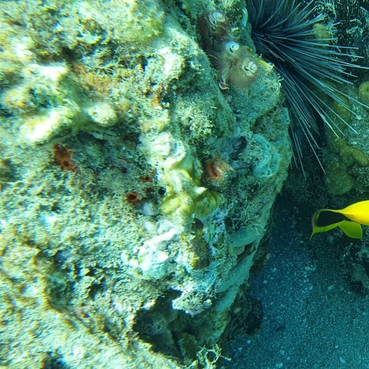 Nautica Plongee Caraibes-Pointe-Noire必去景点