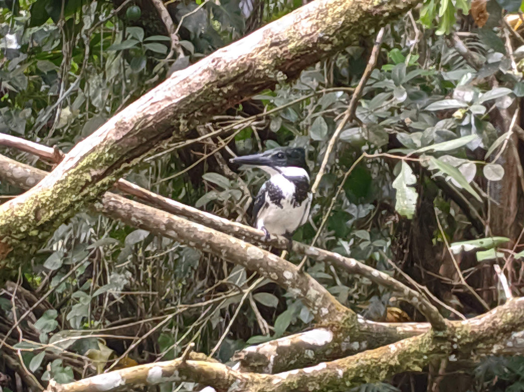 Tortuguero Wildlife Tour景点图片