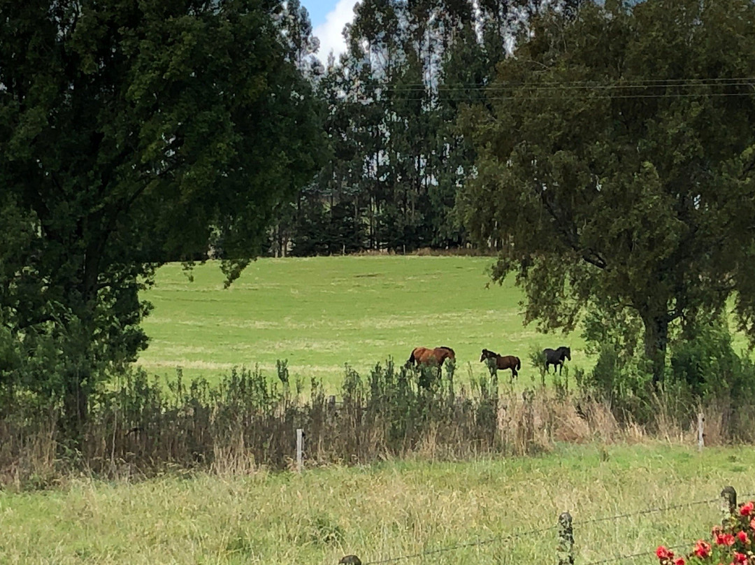 Museo Antonio Felmer-巴拉斯港必去景点