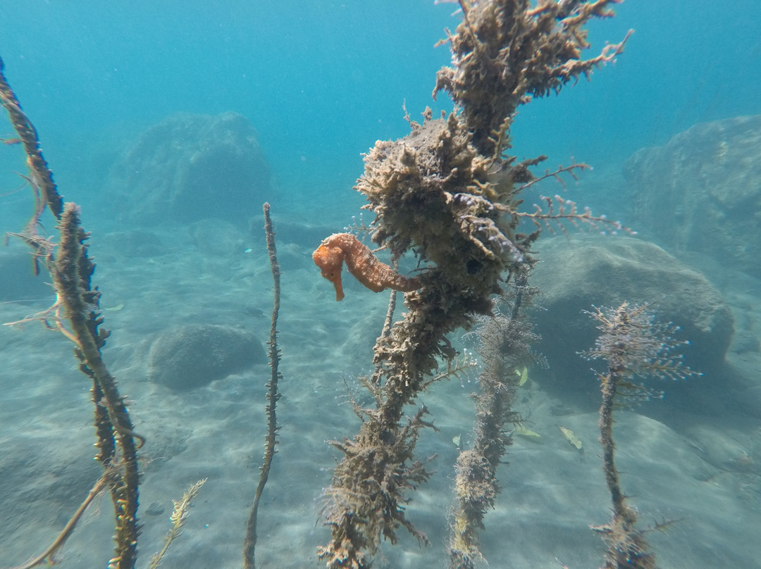 SALT-Toucari必去景点