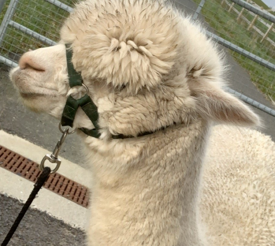 K2Alpacas-Wicklow必去景点