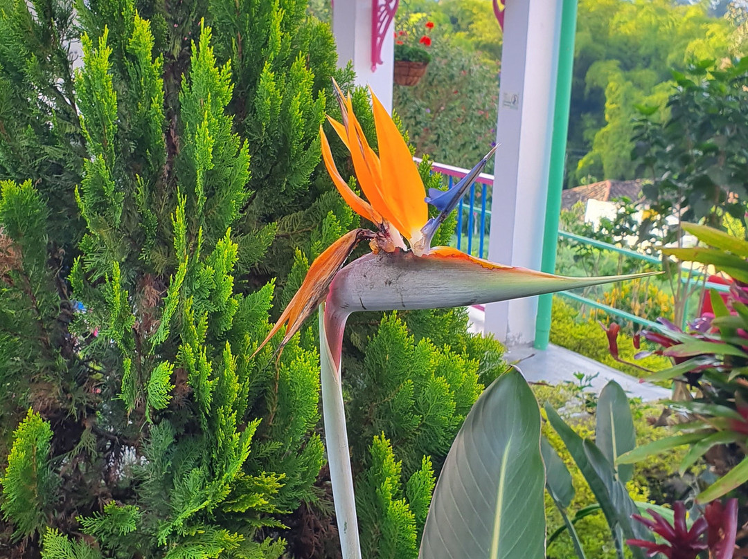 Hotel El Jardin Salento主图