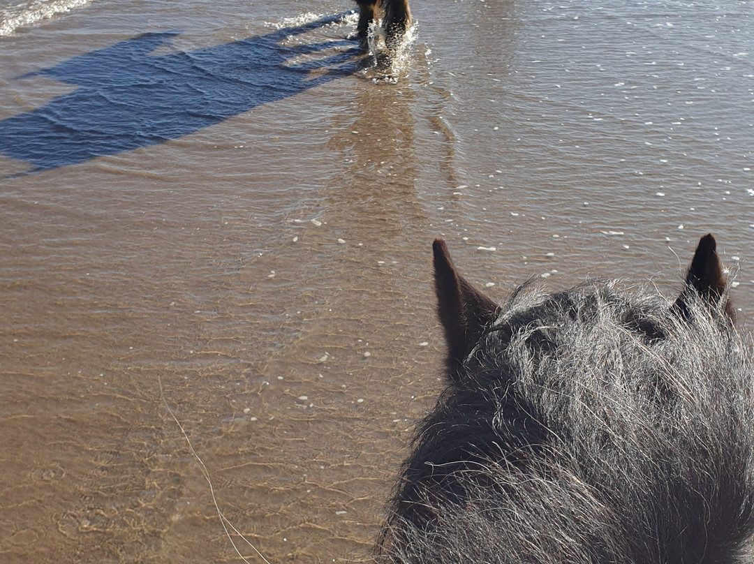 Slate Hall Riding Centre-Seahouses必去景点