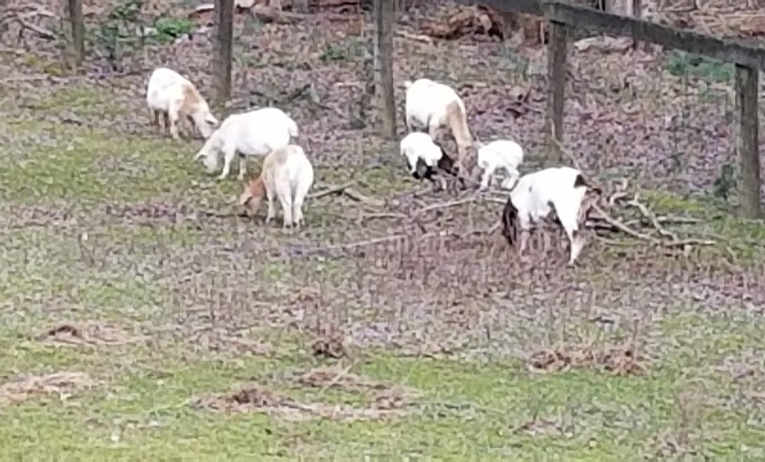 Cedarock Park-伯灵顿必去景点