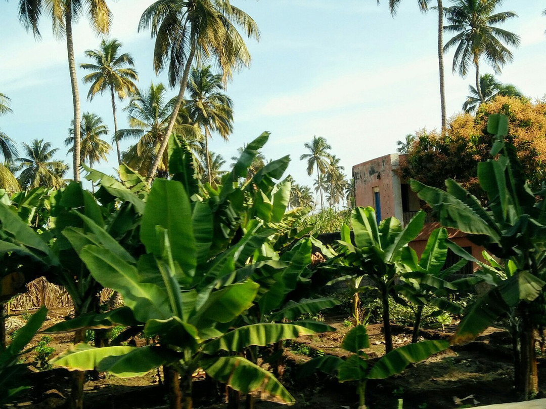 Pedra Badejo旅游攻略图片