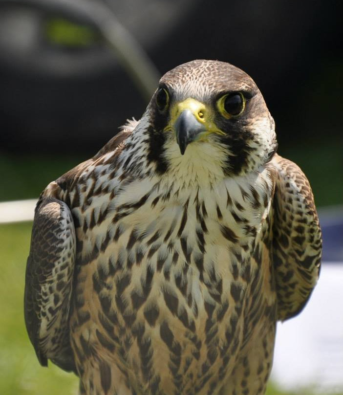 Kintail Birds of Prey Argyll景点图片
