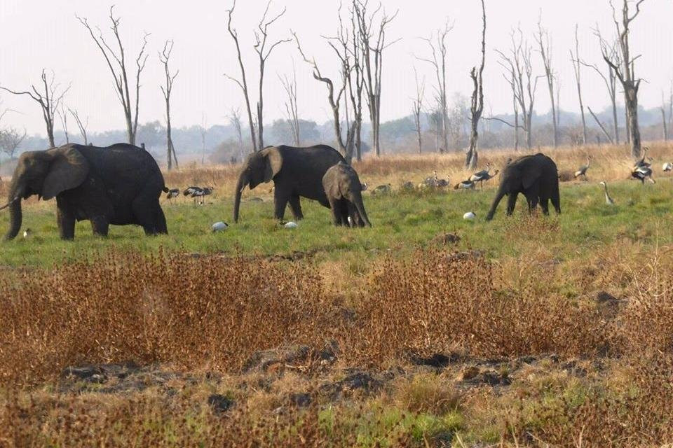 Boris P Safaris and Tours-李文斯顿必去景点