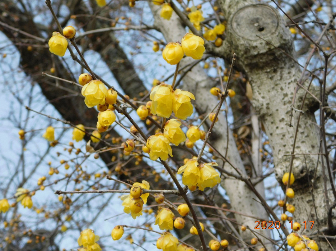 Hodosan Pulm Garden-长瀞町必去景点