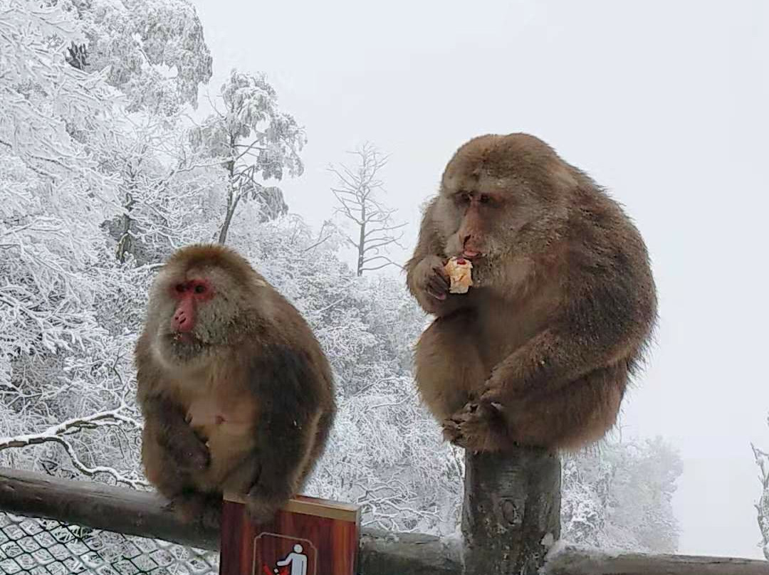 峨眉山自然生态猴区景点图片