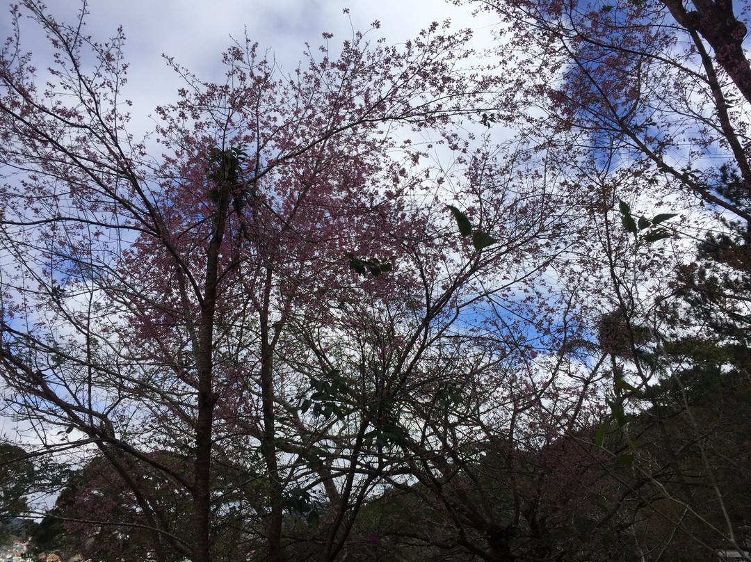 Dinh 1 Da Lat-大勒必去景点