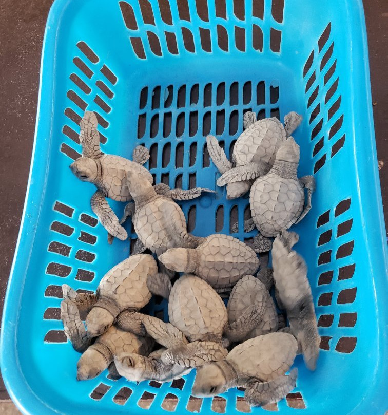 Pawikan Conservation Center-莫龙必去景点