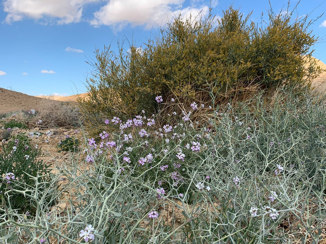 Beresheet Desert Tours-米茨佩拉蒙必去景点