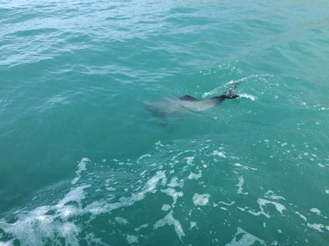 Southern Wanderer Scenic Cruises-阿卡罗阿必去景点