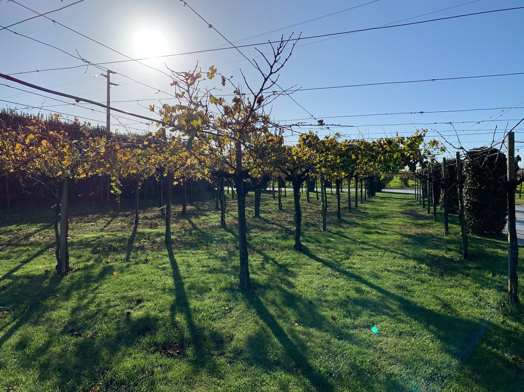 Cantina Sant'Andrea Azienda Agricola景点图片