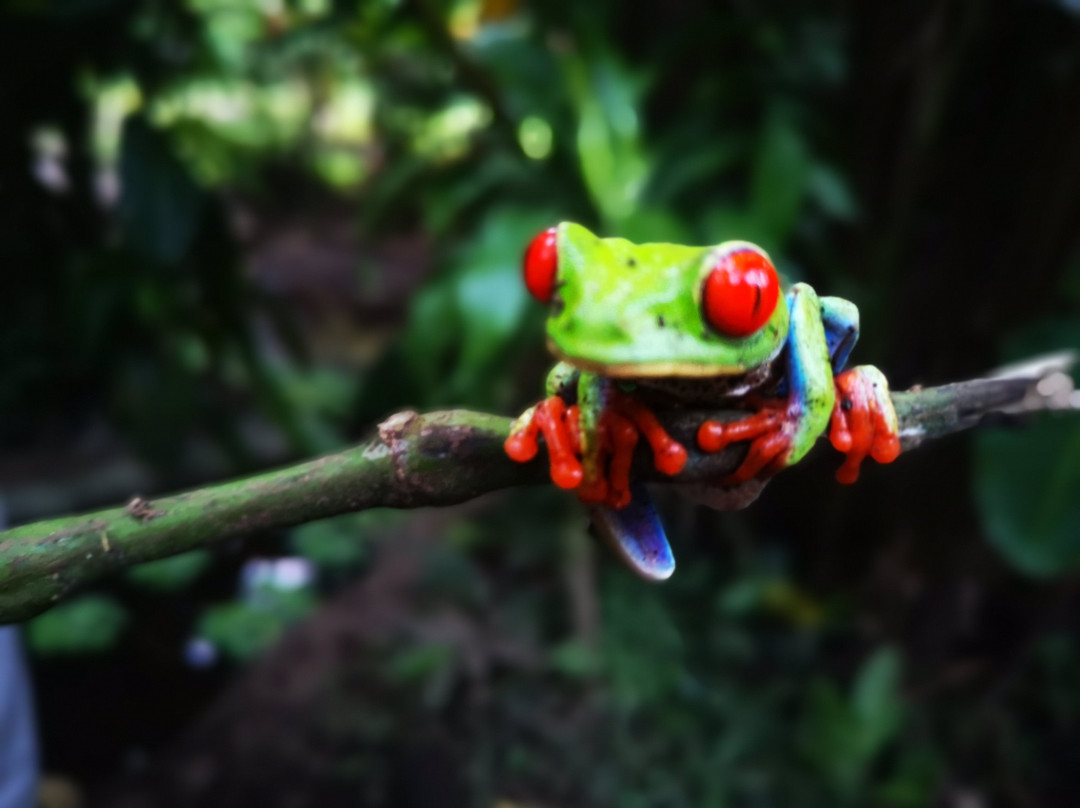 Costa Rica Green Life Tours景点图片