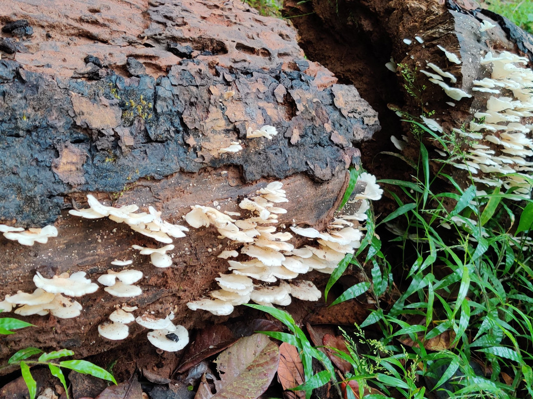 Ciceronis Travel-Pozhuthana必去景点