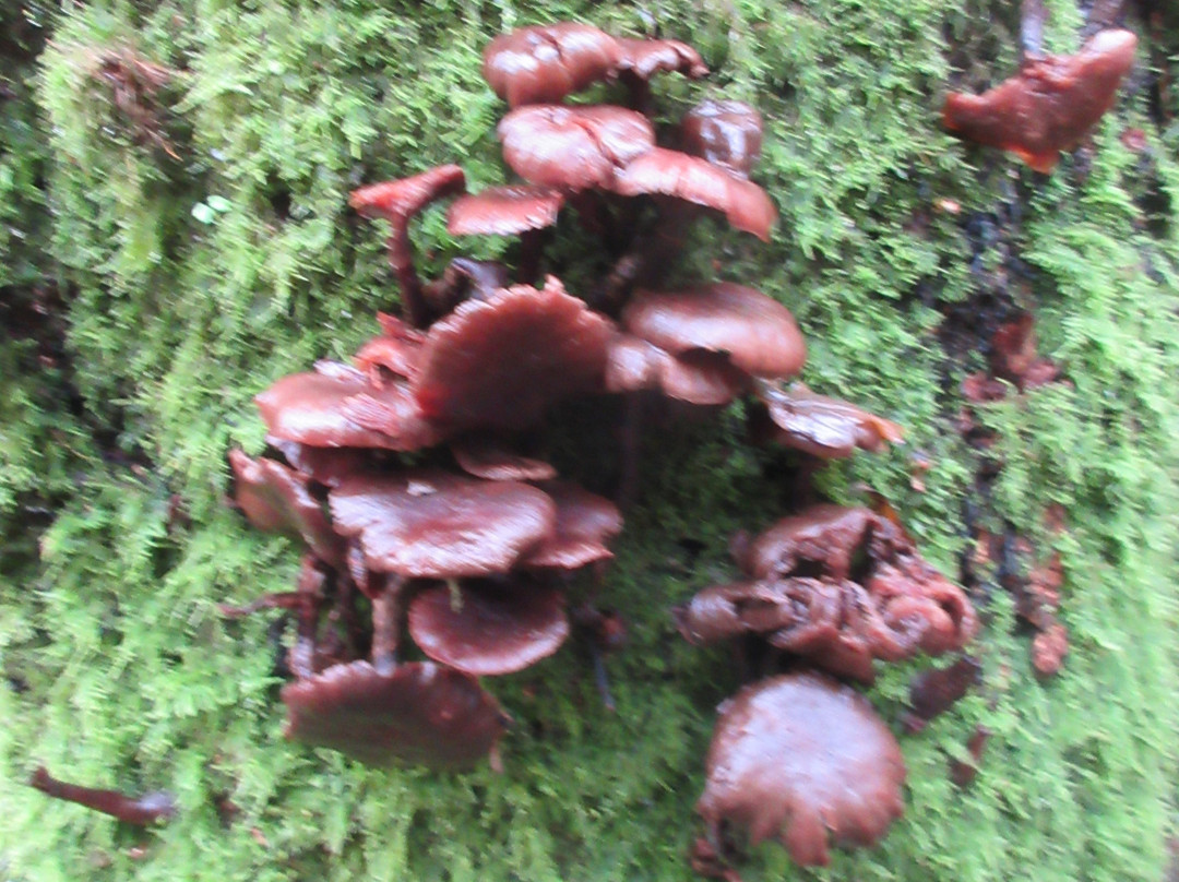 Holyford Woods Local Nature Reserve-Colyford必去景点