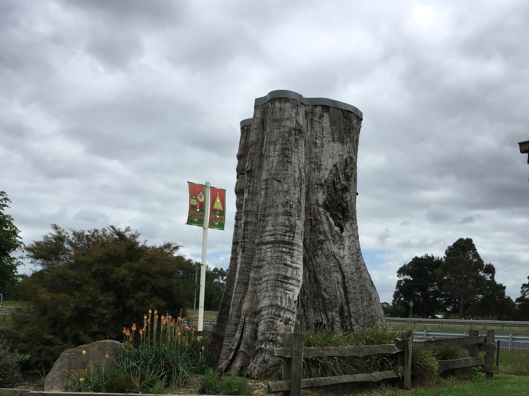 The Big Stump-Darnum必去景点