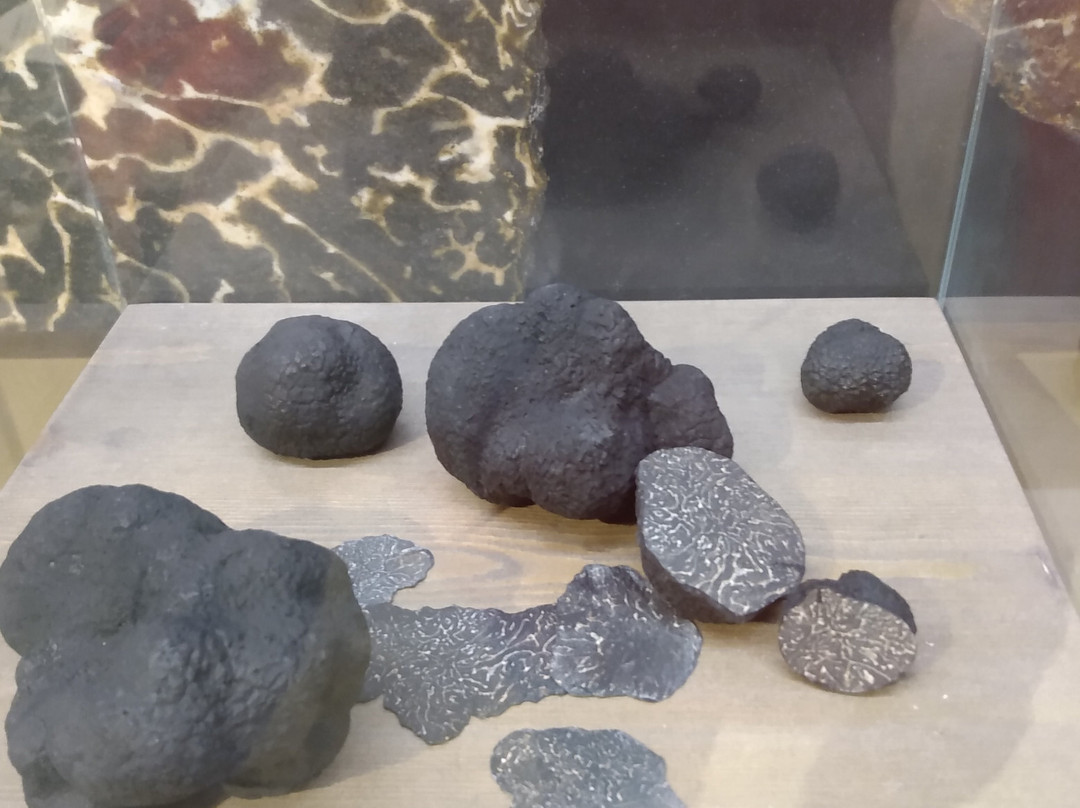 Musée de la Truffe et du Vin景点图片