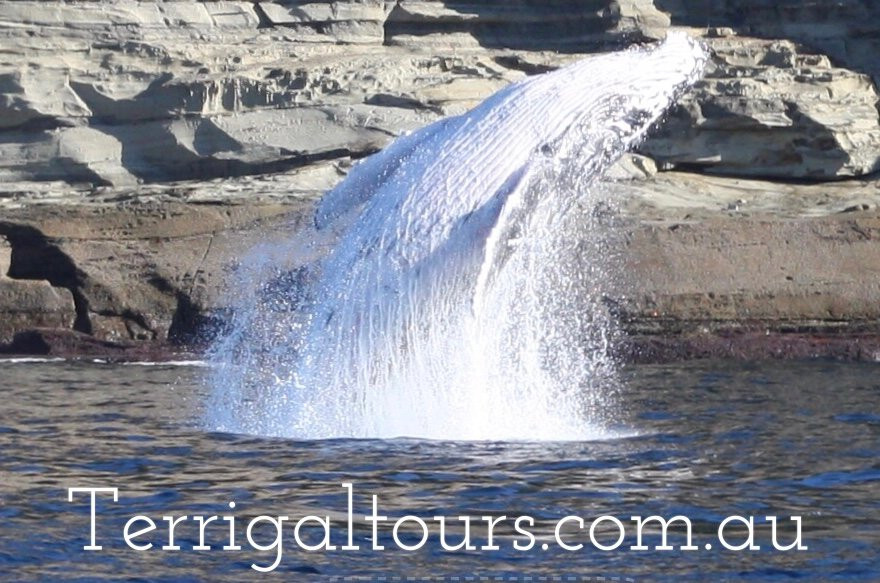 Terrigal Ocean Tours景点图片