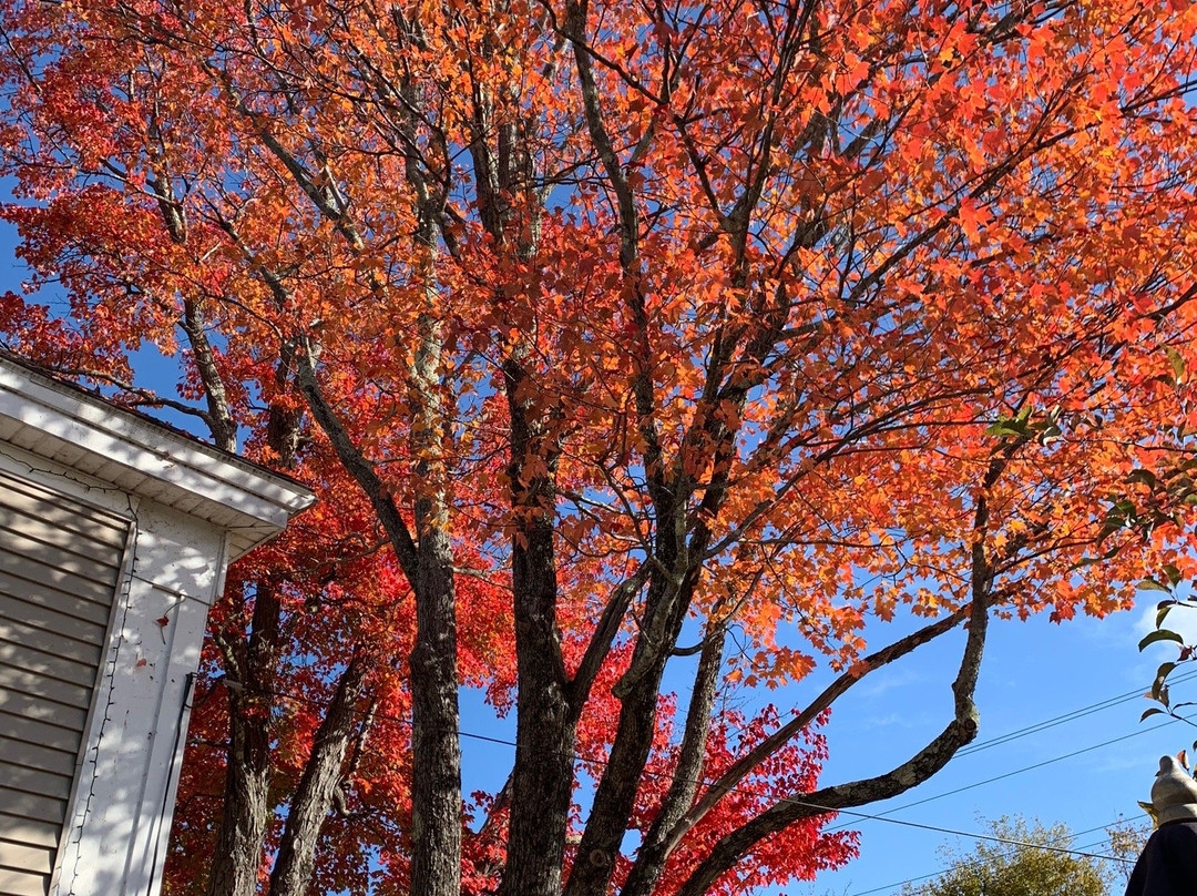 The Jolly Drayman at The Briar Lea Inn主图