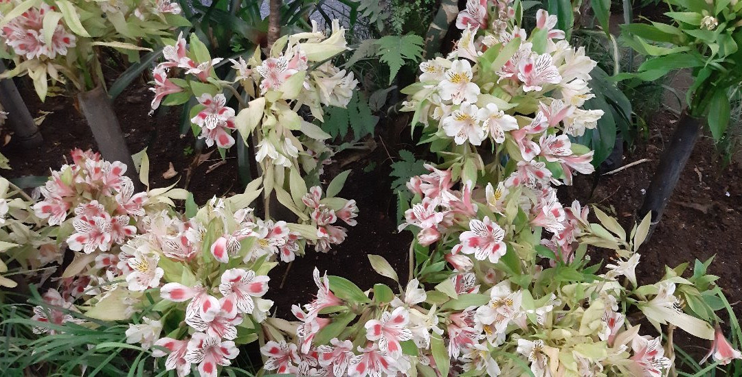 Flower Exhibition Centre-甘托克必去景点