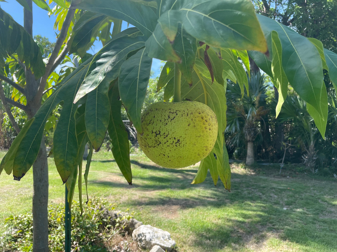 Grimal Grove-Big Pine Key必去景点