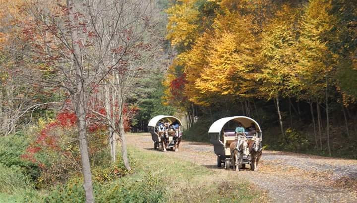 Ole Covered Wagon Tours景点图片