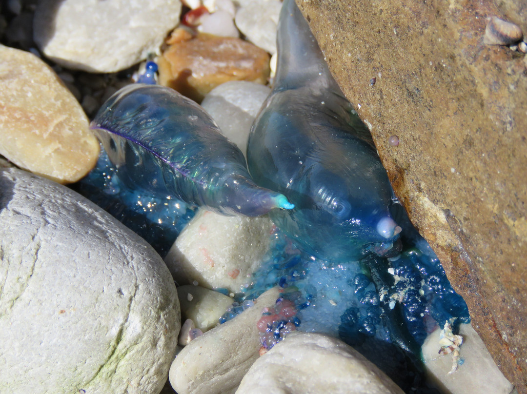 Agulhas National Park-Bredasdorp必去景点