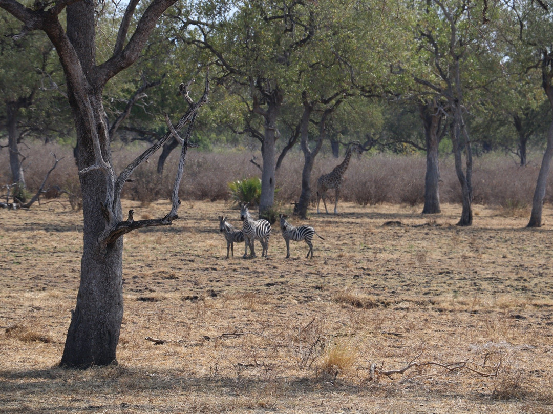 Naza's Tanzania Safari-Dar es Salaam必去景点