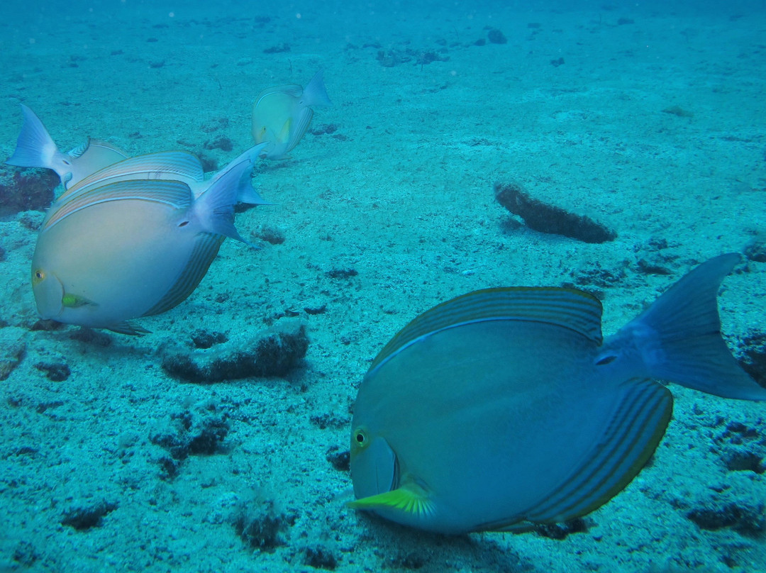 Reserva Biologica Isla del Cano景点图片