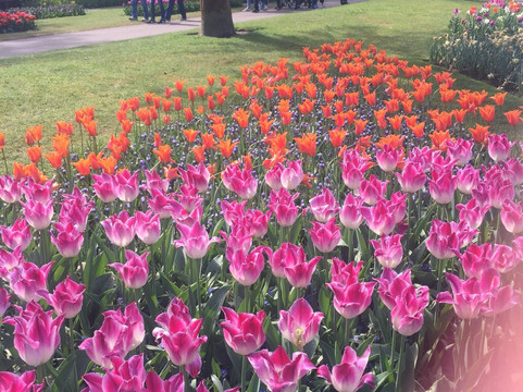 Holland, English & Fun-阿姆斯特丹必去景点