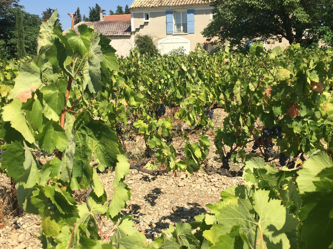 Domaine Rouge-Bleu主图