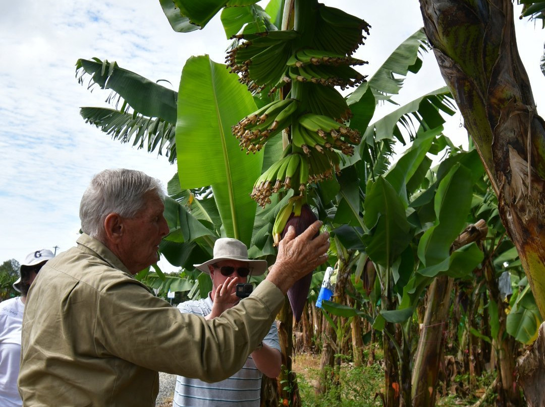 Banana Farm Tours景点图片