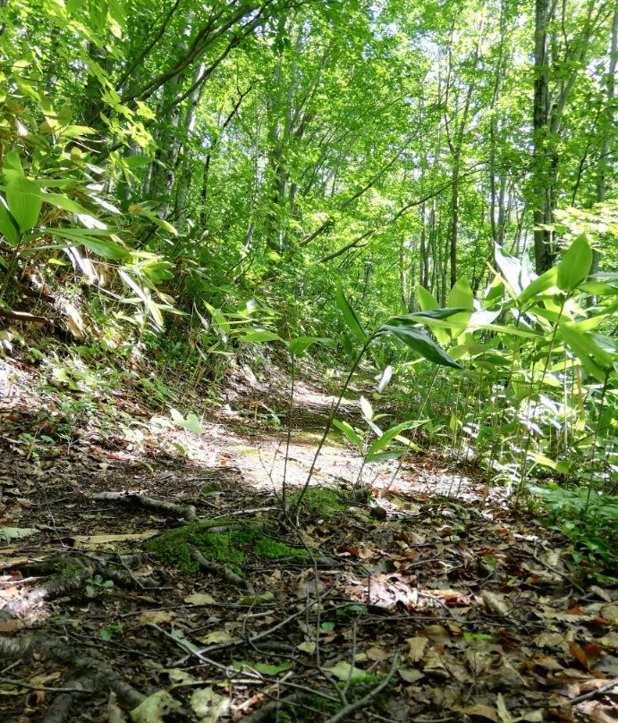 Forest Therapy Road Okushiga Shirakaba Enro Course景点图片