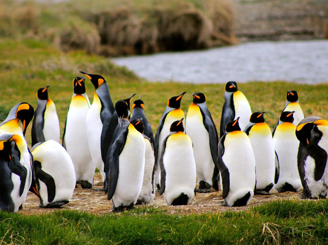VC Patagonia-纳塔莱斯港必去景点