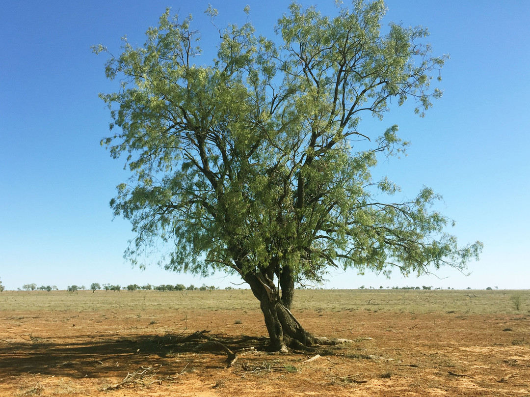 Barcaldine Tag Along Tours - Dunraven Station景点图片