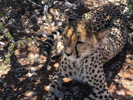 Alchemist Tours and Transfers-温德和克必去景点