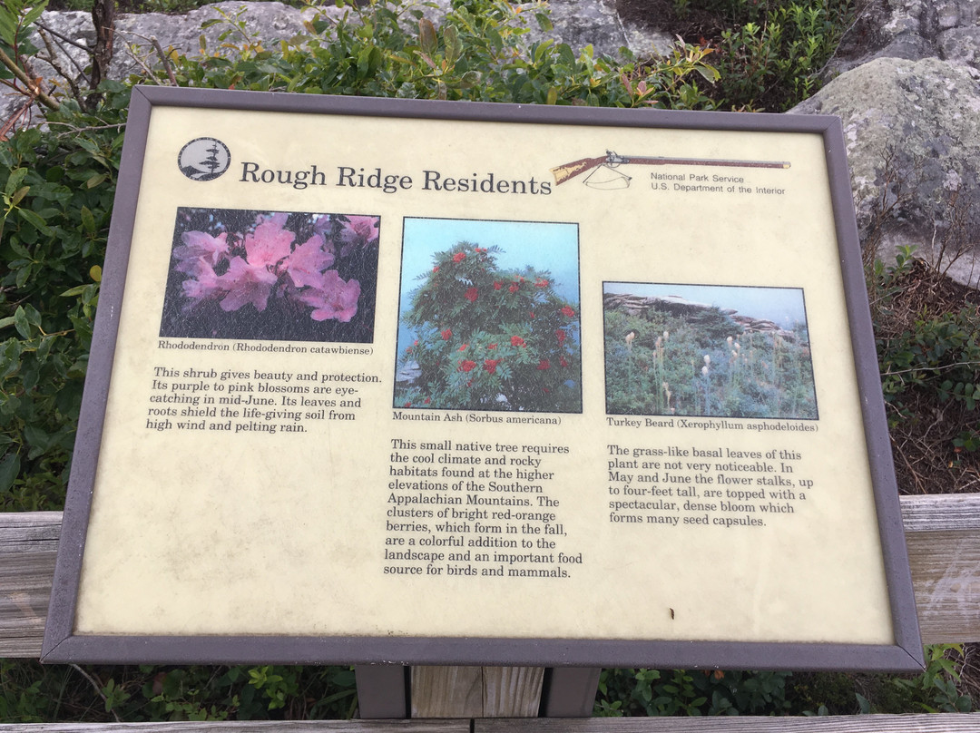 Rough Ridge Lookout景点图片