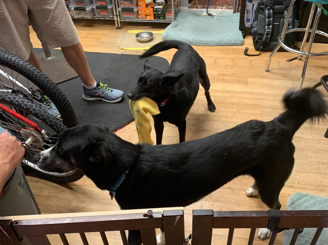 Pedego Electric Bikes SoNo-诺沃克必去景点