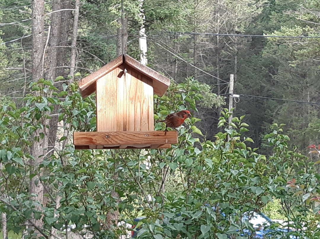 Chalet in the Rockies Bed & Bye主图